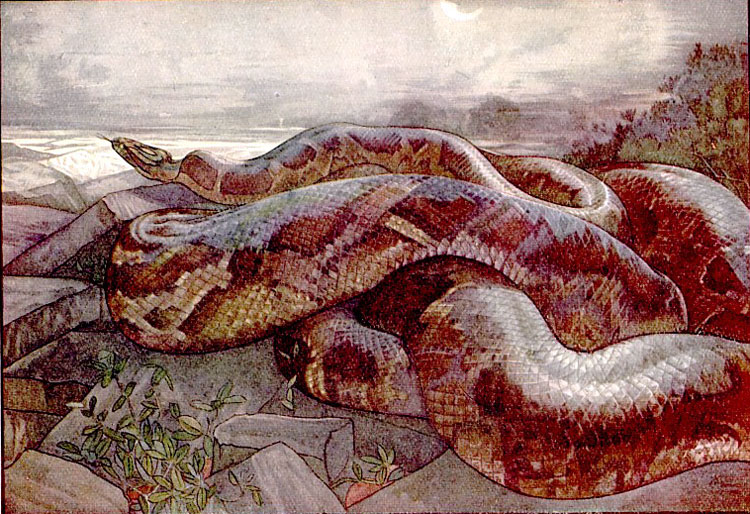 Kaa, the Python (Удав Каа)