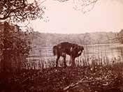 The Boy Castaways of Black Lake Island, 1901