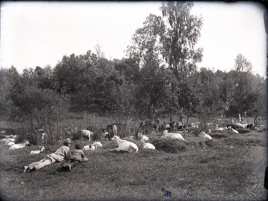 Стадо коз у сельского кладбища (Herd of goats at a rural cemetery), 1925