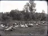 Herd of goats at a rural cemetery