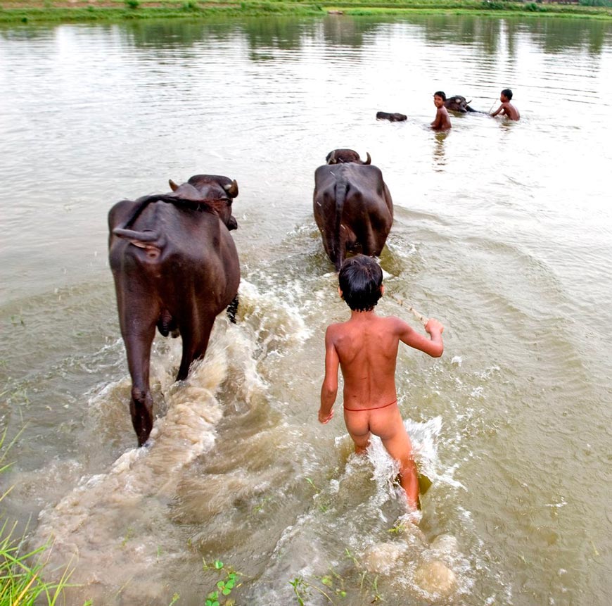 A village boy enjoyed bathing with buffaloes (Деревенские мальчишки наслаждаются купанием с буйволами), 2007