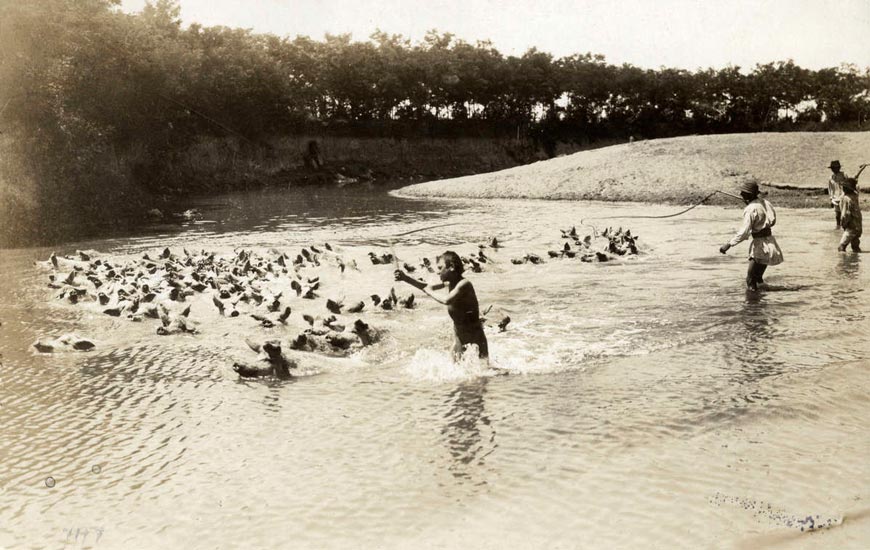 Kinder treiben Schweine baden (Дети гонят свиней купаться), 1917