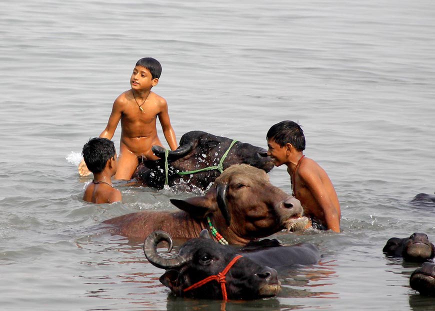 Washing Cows (Мытьё коров), 2011