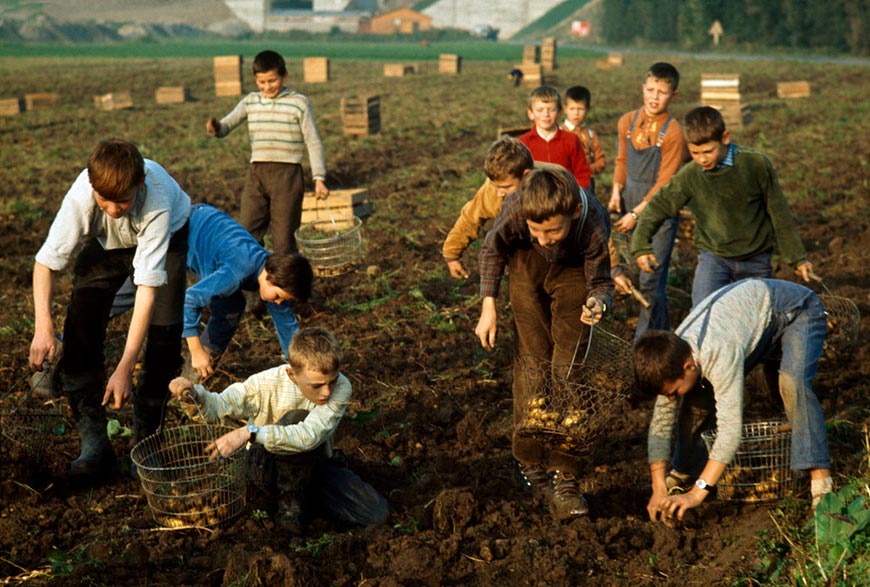 Gathering of potatoes (Сбор картофеля), 1965