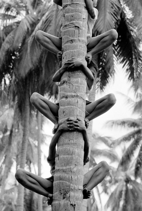 Boys climbing coconut trees to watch the annual bull fighting (Мальчики, карабкающиеся на кокос, чтобы посмотреть на ежегодный бой быков)