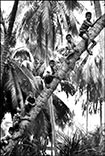 Boys climbing coconut trees to watch the annual bull fighting