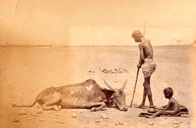 The last of the herd in Madras / during the famine 1876-1878 (Последний из стада в Мадрасе / во время голода 1876-1878 гг.), 1876