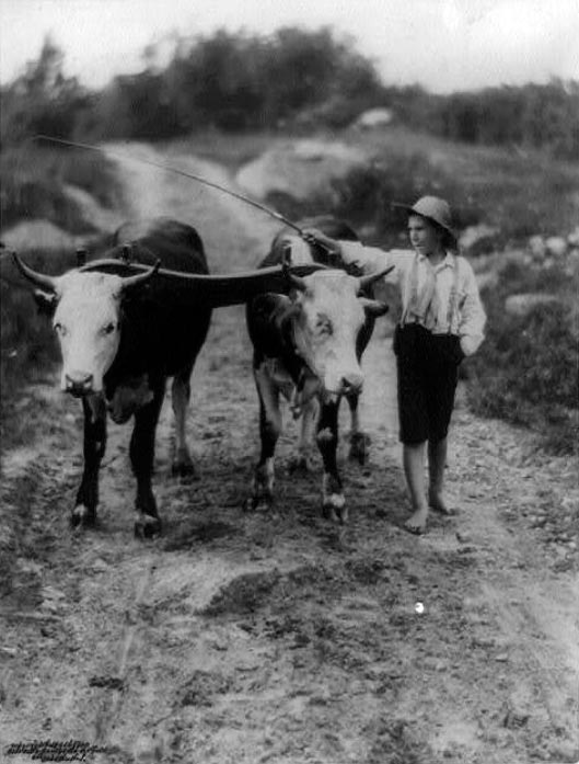 [Boy with whip and pair of cattle on yoke / Мальчик с кнутом и парой быков с ярмом], c.1902