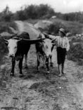 Boy with whip and pair of cattle on yoke / Мальчик с кнутом и парой быков с ярмом