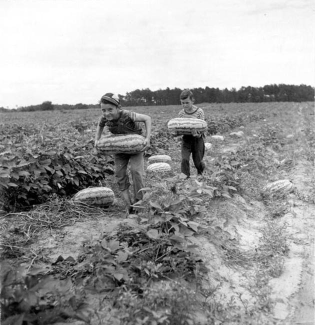 Johnny Suggs and Rogers Goolsby carrying freshly picked watermelons (Джонни Саггс и Роджерс Гулсби несут свежесобранные арбузы)