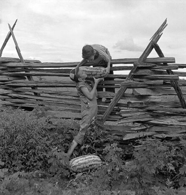 Johnny Suggs and Rogers Goolsby carrying watermelons over a wooden fence (Джонни Саггс и Роджерс Гулсби переносят арбузы через забор)