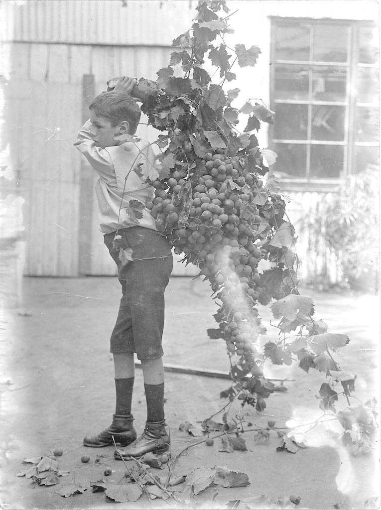 A boy with a vine clustered with grapes (Мальчик с виноградной лозой, заросшей виноградом), c.1913