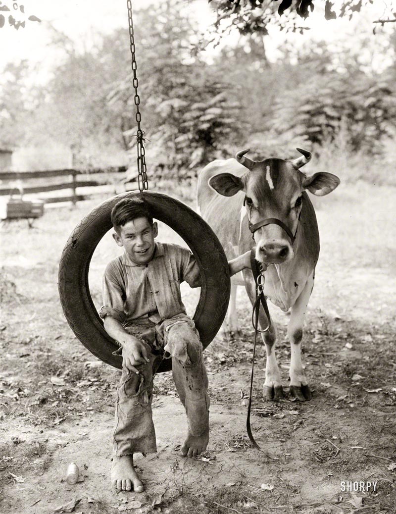 Boy in tire swing holding cow on a tether (Мальчик на качелях из шины, держит корову на привязи), 1930s