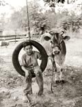 Boy in tire swing holding cow on a tether / Мальчик на качелях из шины, держит корову на привязи