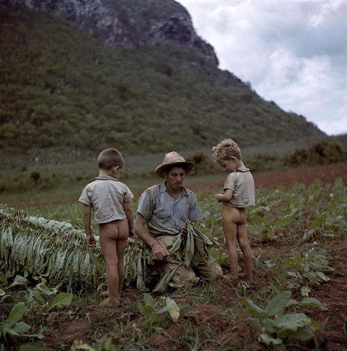 Two boys watch their father cut and tie tobacco leaves in a field (Два мальчика наблюдают, как их отец режет и связывает табачные листья в поле), 1940s