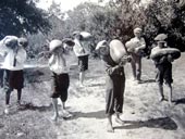 Boys Picking Giant Watermelons / Мальчики собирают гиганские арбузы