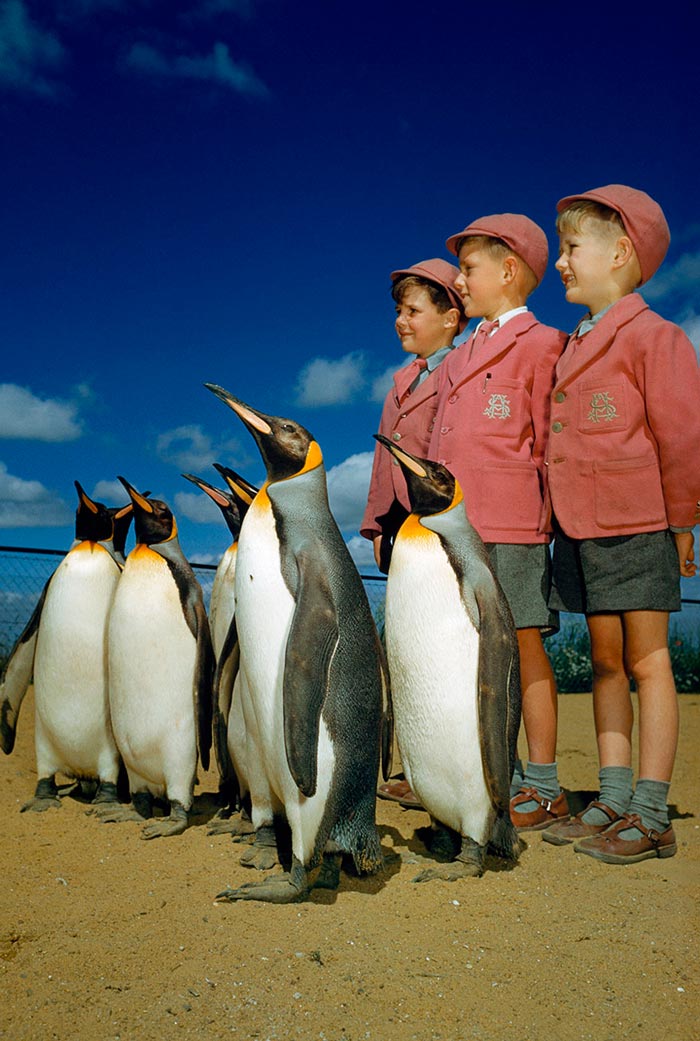 Boys dressed up in school uniforms pose with king penguins (Мальчики в школьной форме позируют с королевскими пингвинами), 1953