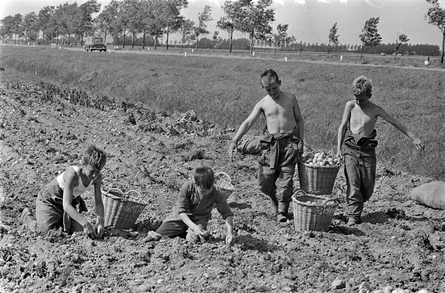 Wieringermeerpolder aardappelrooien kinderen (Дети, собирающие картофель в Вирингермеерпольдере), 1965