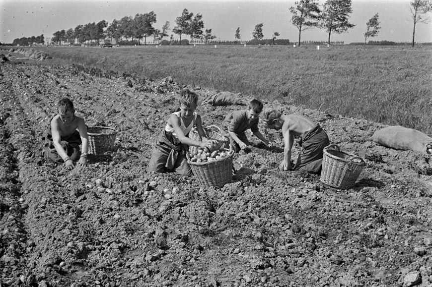 Wieringermeerpolder aardappelrooien kinderen (Дети, собирающие картофель в Вирингермеерпольдере), 1965