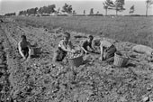 Aardappels rooien kinderen