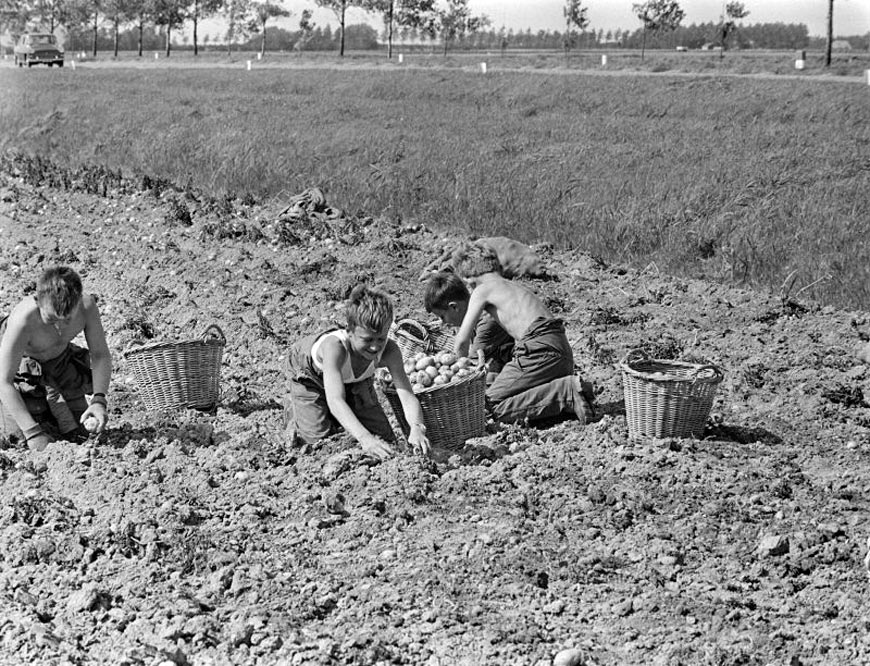 Wieringermeerpolder aardappelrooien kinderen (Дети, собирающие картофель в Вирингермеерпольдере), 1965