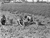 Aardappels rooien kinderen