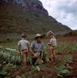 Boys watch their father cut and tie tobacco leaves / Мальчики наблюдают, как их отец режет и связывает табачные листья