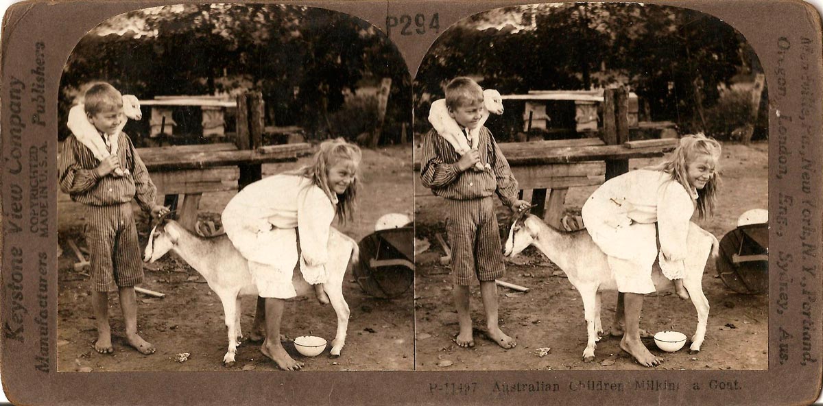 Australian children milkin a goat (Австролийские дети доят козу) 