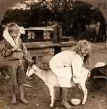 Australian children milkin a goat / Австролийские дети доят козу