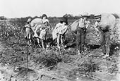 Children cotton pickers / Дети-сборщик хлопка