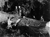 Men cutting kauri tree with children watching / Мужчины рубят дерево каури под наблюдением детей