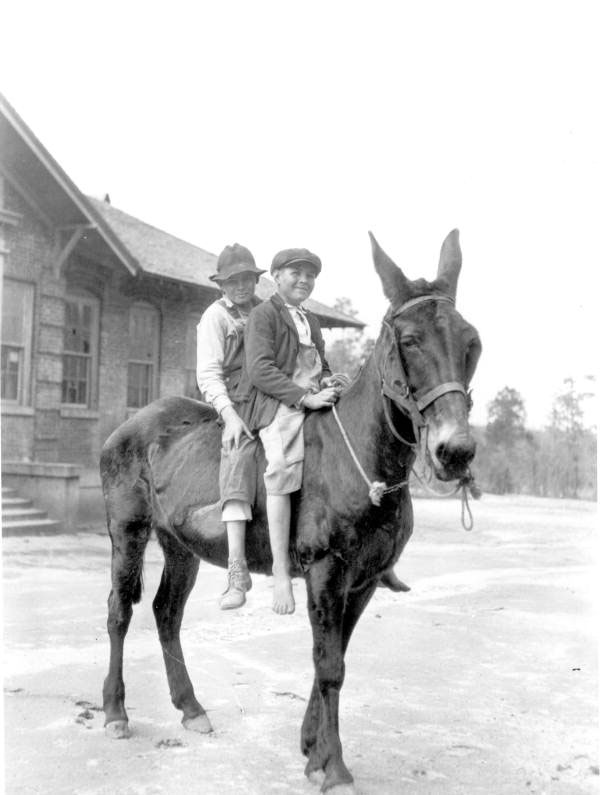 4-H club boys arriving on mule for a meeting (Мальчики из клуба 4H, прибывшие на собрание на муле), 1923