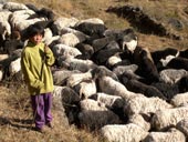 Shepherd boy with flock / Пастушок со стадом