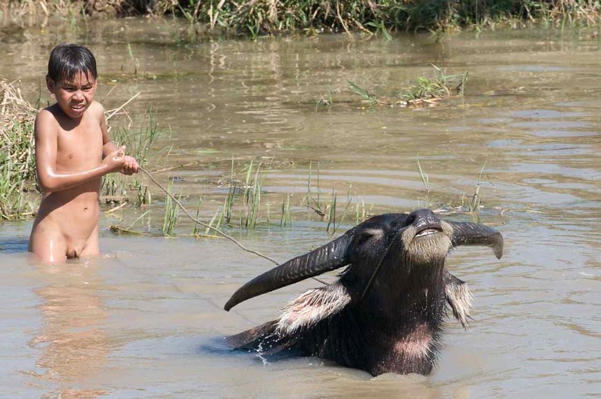 Boy playing with water buffalo (Мальчик, играющий с буйволом), 2008