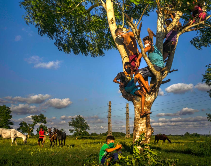 Wearing masks as a precaution against the spread of the new coronavirus, boys spend the afternoon on top of a tree, taking care of their grazing horses at sunset (В масках в качестве меры предосторожности против коронавируса мальчики проводят день на вершине дерева, заботясь о своих, пасущихся на закате, лошадях),  October 2020