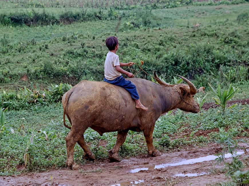 Boy riding a water buffalo (Мальчик, едущий на буйволе), March 1921