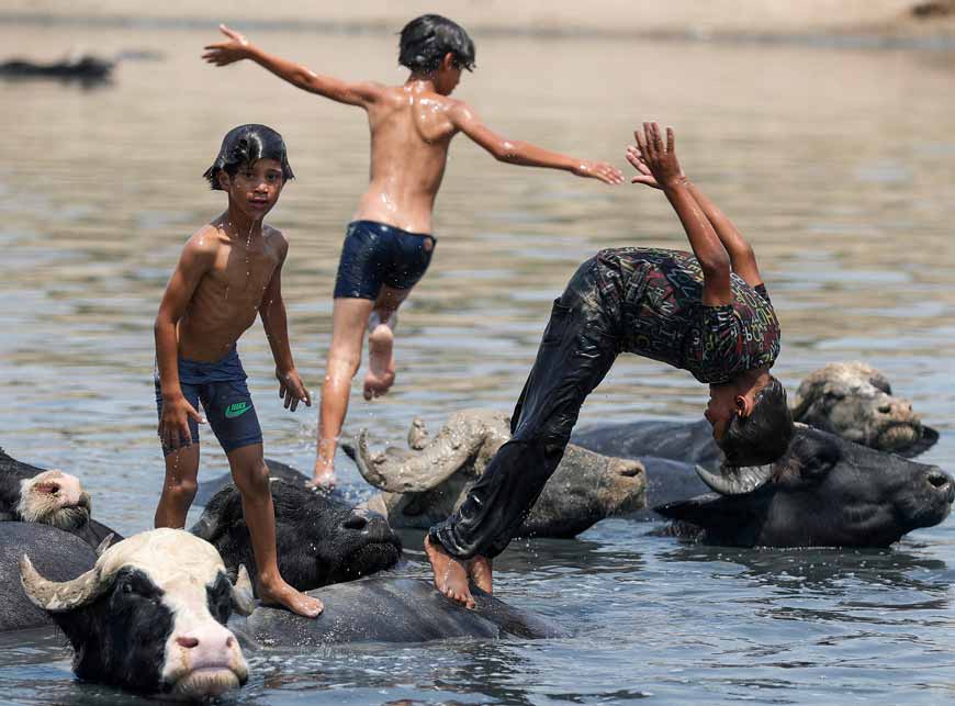 Iraqi boys swim with a herd of buffaloes in the Diyala River (Иракские мальчики плавают со стадом буйволов в реке Дияла), 2 August, 2021