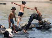 Iraqi boys swim with a herd of buffaloes / Иракские мальчики плавают со стадом буйволов