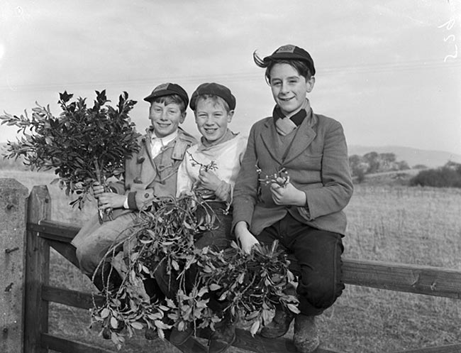 Boys from Trawsfynydd collecting holly and mistletoe to sell (Мальчики из ТравсФинидда, собирающие падуб и омелу на продажу), 1959