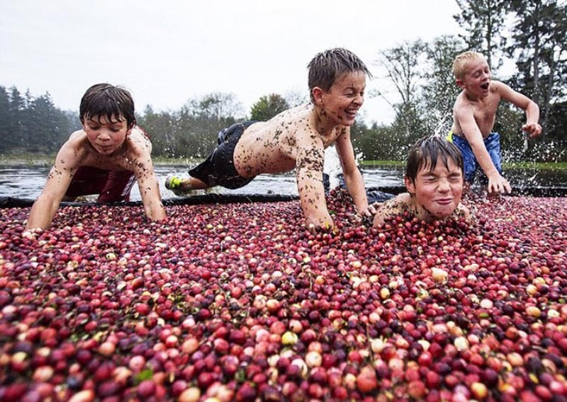 Berry diving (Ныряние в ягоды)