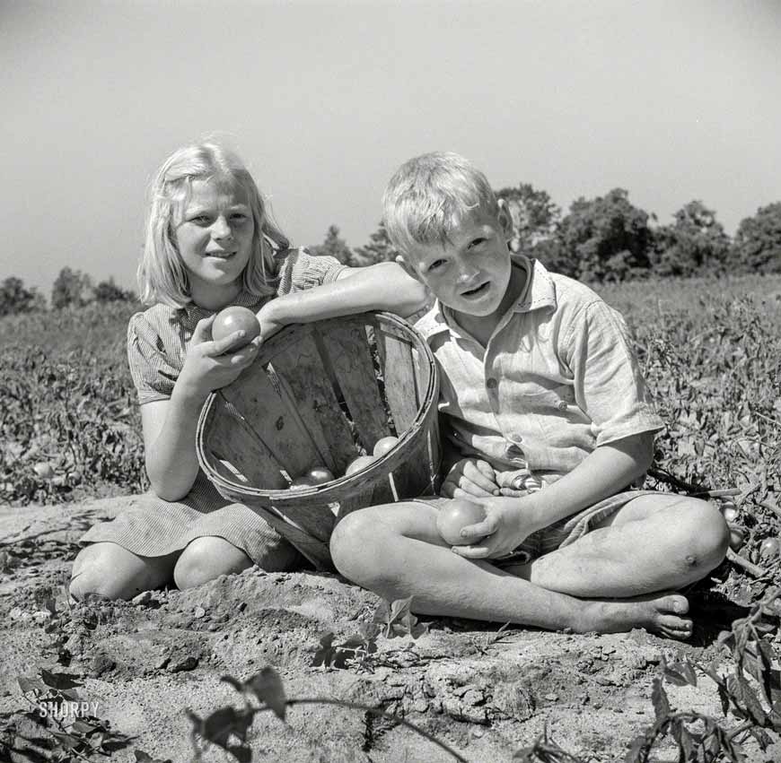 Children of Maryland farmer helping harvest the tomato crop (Дети фермера из Мэриленда помогают собирать помидоры), August 1941