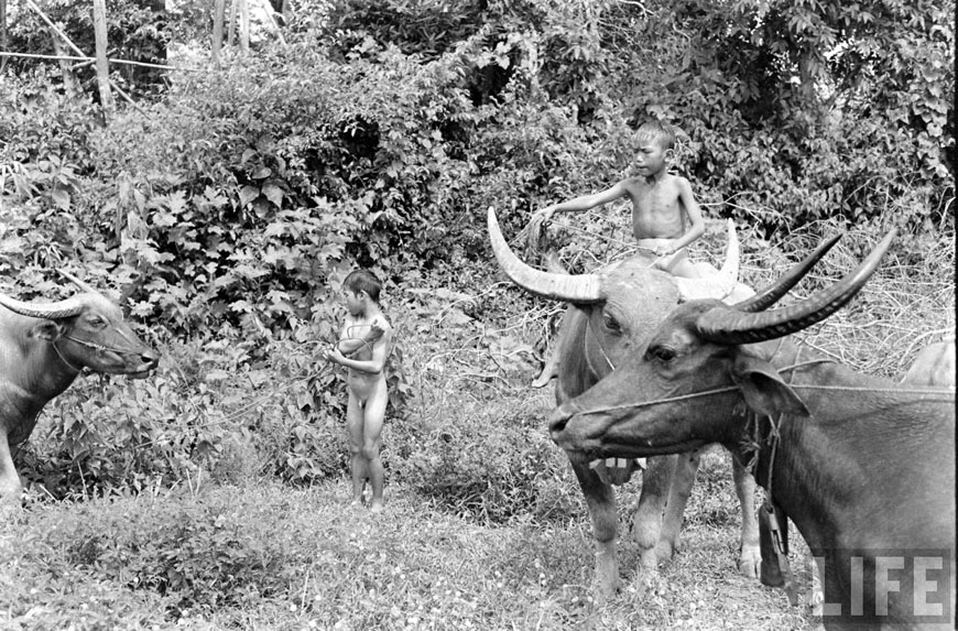 Water Buffalo Boy (Мальчики с водяными буйволами), 1956