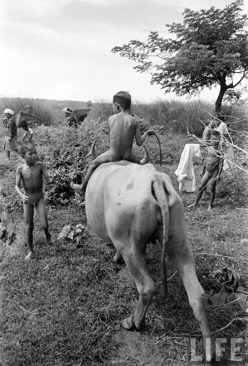 Water Buffalo Boy (Мальчики с водяными буйволами), 1956