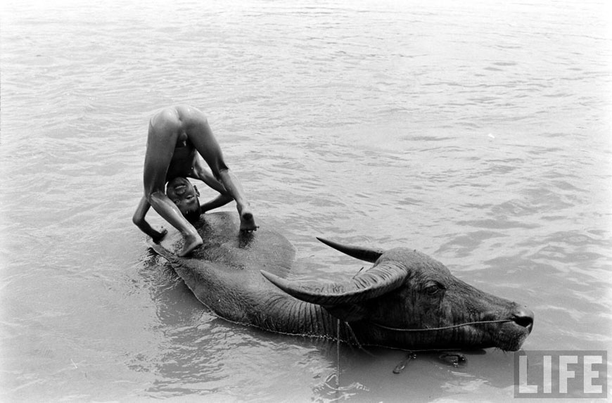 Water Buffalo Boy (Мальчики с водяными буйволами), 1956