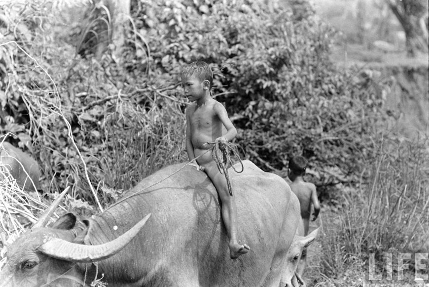 Water Buffalo Boy (Мальчики с водяными буйволами), 1956