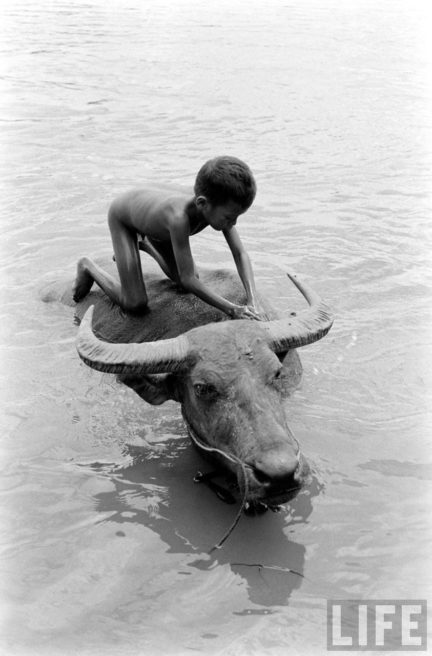 Water Buffalo Boy (Мальчики с водяными буйволами), 1956