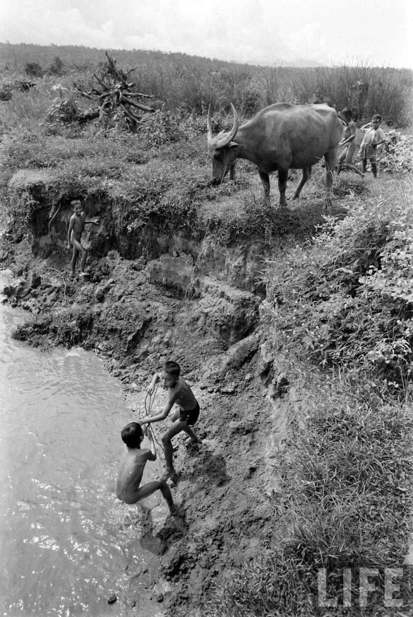 Water Buffalo Boy (Мальчики с водяными буйволами), 1956