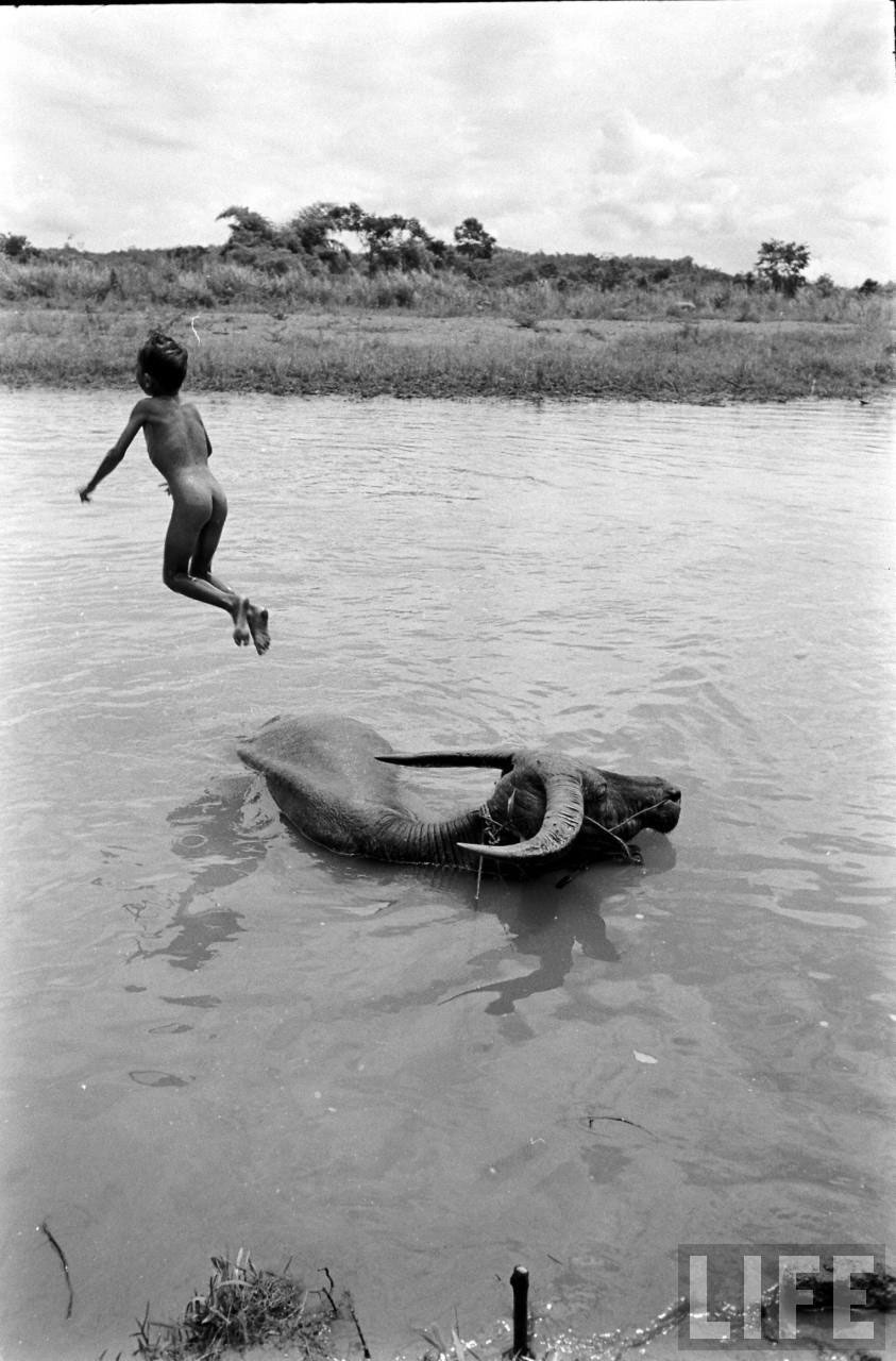 Water Buffalo Boy (Мальчики с водяными буйволами), 1956