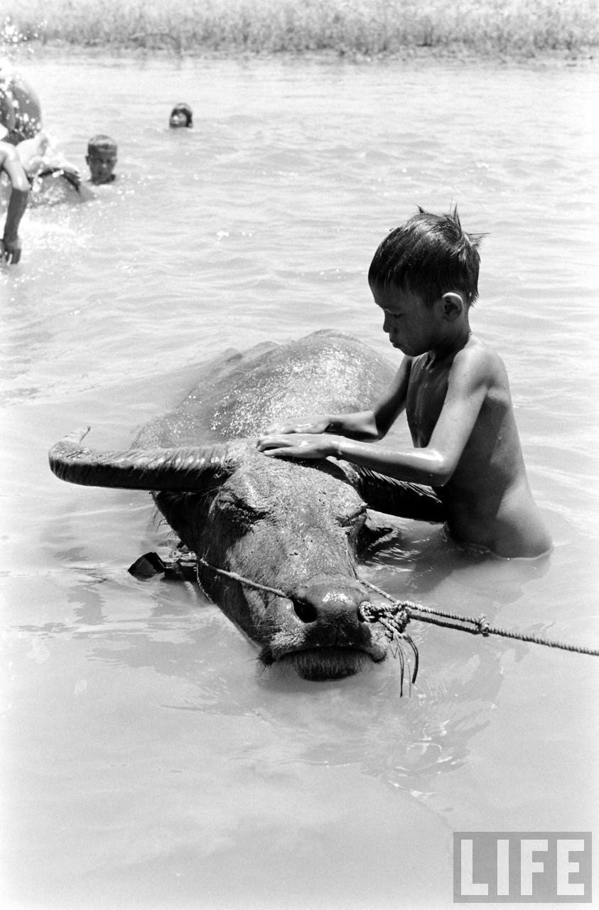 Water Buffalo Boy (Мальчики с водяными буйволами), 1956