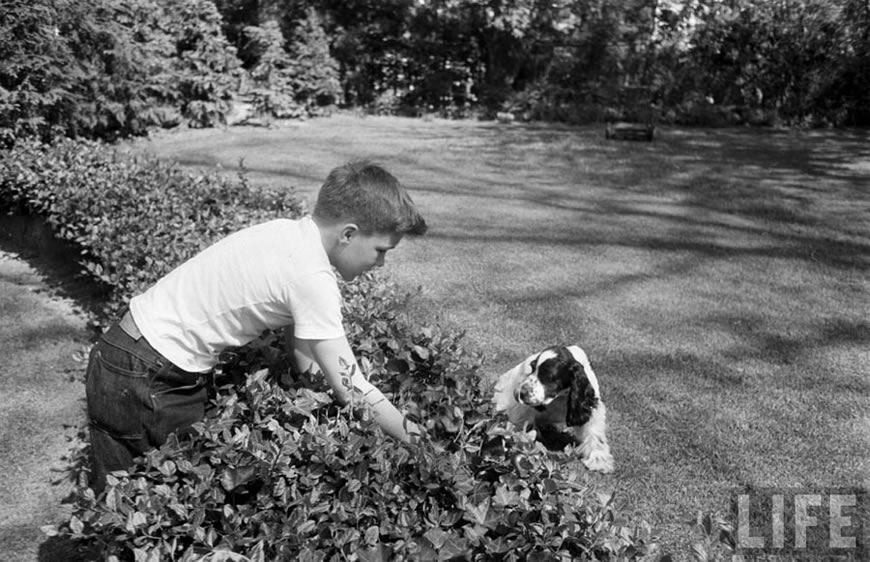 Boy Buys Dog (Мальчик и его собака), 1951